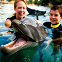 Плавание с дельфинами в 'Бухте открытий' в Орландо (Discovery Cove). Купить онлайн электронные билеты в тропический парк-курорт 'Бухта открытий' в Орландо (Discovery Cove)! Нажмите на кнопку для входа в систему онлайн-бронирования билетов (откроется в новом окне). Discovery Cove Orlando e-Tickets Buy Online!