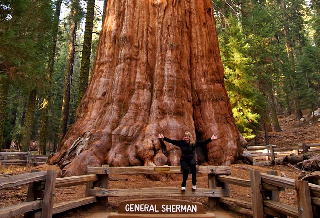 Национальный Парк Секвойя (Sequoia National Park): 'Генерал Шерман' - одна из самых крупных гигантских секвой, самых массивных и старых деревьев в мире (sequoia, California redwood, Sequoiadendron, секвойядендрон, мамонтово дерево), Калифорния, США