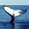 Круиз из Сан-Диего для наблюдения за китами. San Diego Whale Watching Cruise Buy Online!