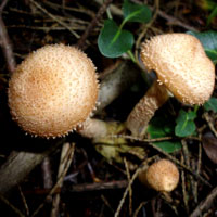 Самый большой в мире гриб обнаружен в Национальном заповеднике Малур, штат Орегон (World's Largest Fungus, Malheur National Forest, Oregon)!