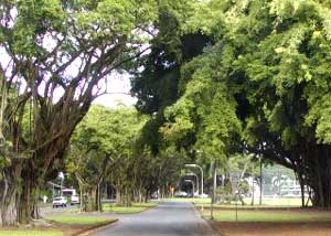    Banyan Tree Drive  ,   () (Big Island, Hawaii, USA)