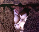 Кладка яиц морской черепахи. Экотур в Мексику 'МОРСКИЕ ЧЕРЕПАХИ МЕКСИКИ'.