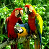 Заповедник попугаев (Jungle Island) - Индивидуальные экскурсии с русскоговорящими гидами