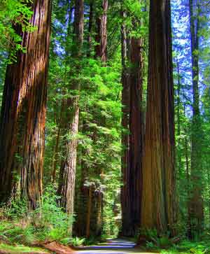Национальный Парк Редвуд (Redwood NP), где растут самые высокие в мире деревья